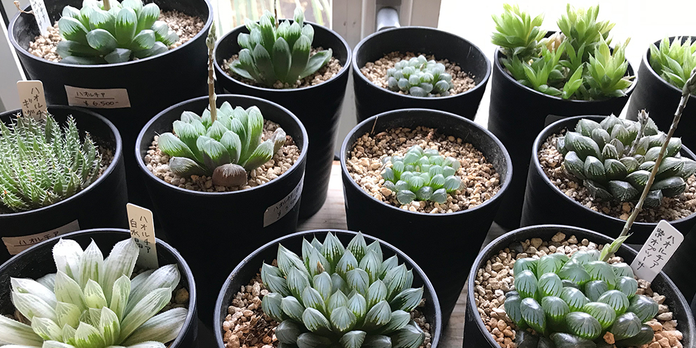 世界中の希少な植物01